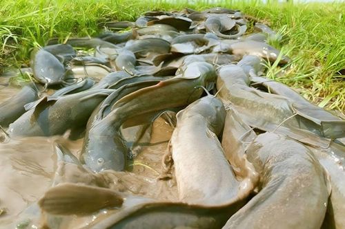 Loại cá ở Việt Nam bị chê 'bẩn' nhất chợ nhưng bổ như vi cá mập, giá lại rất rẻ