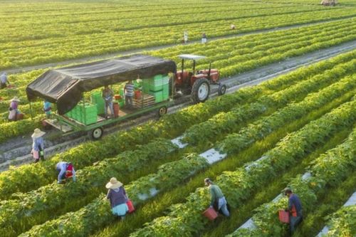 Australia tài trợ 2,1 triệu đô la Úc cho dự án nông nghiệp xanh tại Việt Nam