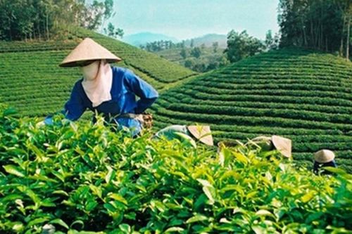 Sản xuất hữu cơ: Hướng đi bền vững của ngành chè Việt Nam