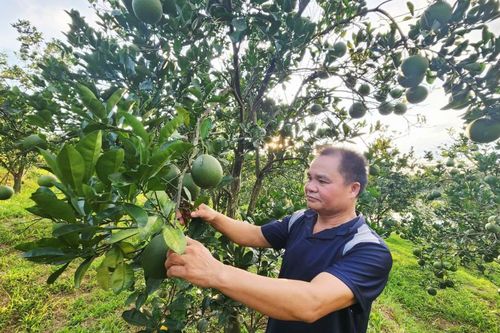 Anh Thuận giàu lên từ trồng cây ăn quả và trồng rừng