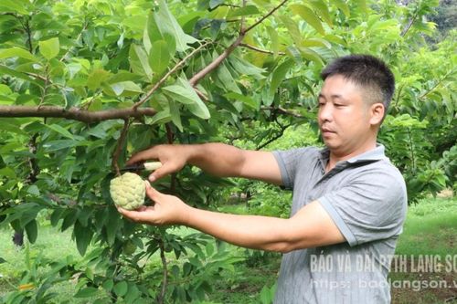 Quả ngọt trên đất Cai Kinh