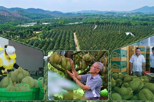 'Thủ phủ' sầu riêng Lâm Đồng rộn ràng mùa thu hoạch