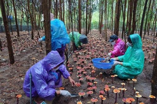 Sinh kế bền vững từ trồng nấm linh chi dưới tán rừng keo
