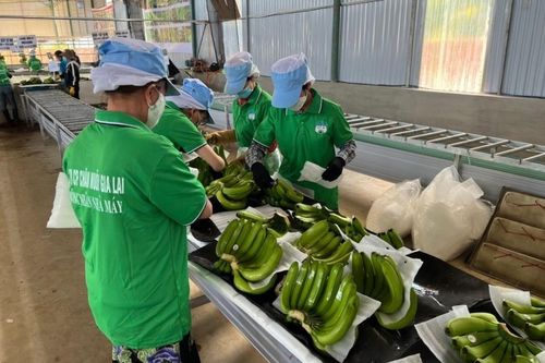 Cổ phiếu của Hoàng Anh Gia Lai về đỉnh 10 năm
