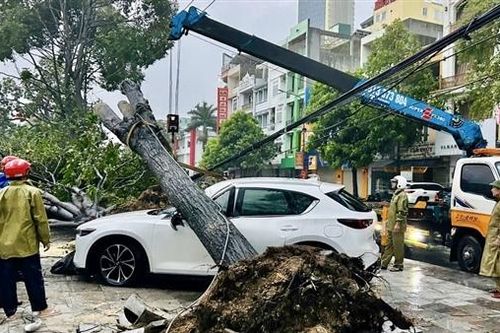 Cây xanh lớn bật tốc đè bẹp ô tô Mazda dừng đỗ bên vỉa hè