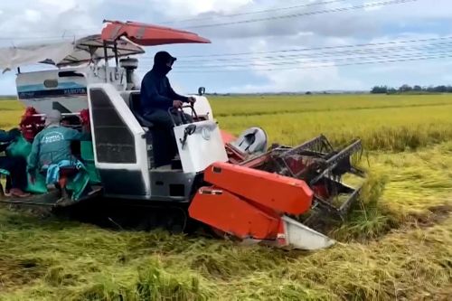 Huế khẩn trương thu hoạch 25.000 ha lúa trước bão