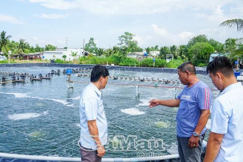'Vàng mười' từ đồng lúa, đầm tôm