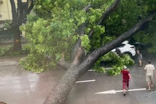 Hà Nội: Cây xanh bật gốc đè trúng ô tô
