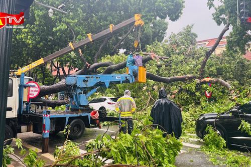 Cây xà cừ bật gốc đổ trúng ôtô trên phố Trần Phú giao với Chu Văn An
