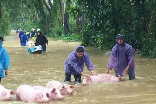 Chủ động phòng chống dịch bệnh mùa mưa lũ