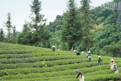Nông lâm kết hợp, hướng đi bền vững cho miền núi phía bắc