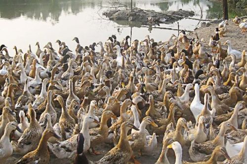 Quảng Ngãi: Tiêu hủy 800 con vịt nhiễm cúm A/H5N1