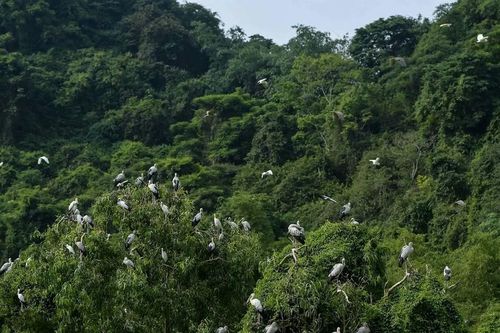 Thung Nham - nơi bảo tồn nhiều loài chim quý