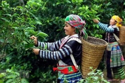 Mang hồn cốt núi rừng Tây Bắc vào giấc mơ trà Việt đi khắp thế giới