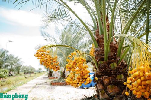 Cây chà là bén duyên trên vùng biên Đồng Tháp