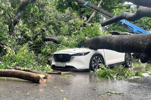 Cây lớn bật gốc, ngã đè lên ô tô đi đường giữa phố Hà Nội