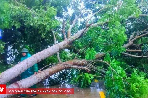 Cây xanh, công trình hạ tầng hư hại nặng do bão số 5