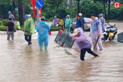 Dân Thủ đô nô nức ra đường bắt cá