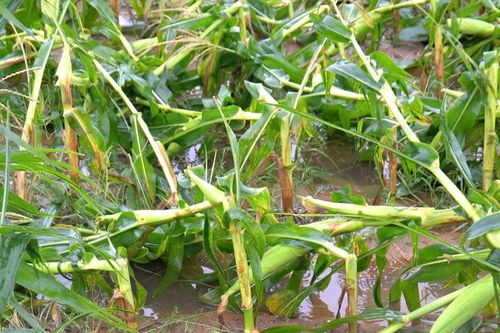 Nghệ An: Hàng ngàn hecta cây trồng, ao hồ thủy sản thiệt hại sau bão số 5