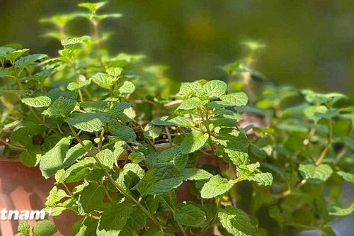 Những mẹo làm đẹp da tại nhà với lá bạc hà