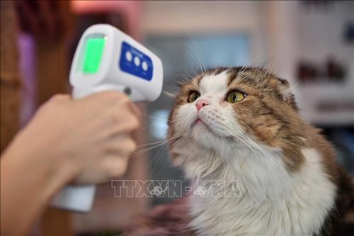Dư luận Trung Quốc tranh cãi về việc đấu giá thú cưng để trả nợ