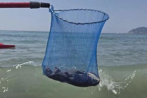 Du khách hoảng loạn rời bãi biển vì phát hiện thứ đáng sợ trôi dạt vào bờ