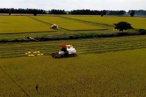 Vụ Hè thu ở đồng bằng sông Cửu Long: Nông dân vui ít, lo nhiều