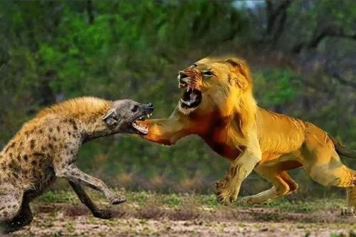 Vì sao sư tử và linh cẩu không thể chung sống hòa thuận với nhau?