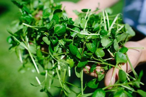 Loại rau bị chê bẩn ở Việt Nam nhưng được thế giới tôn vinh là siêu thực phẩm chống ung thư