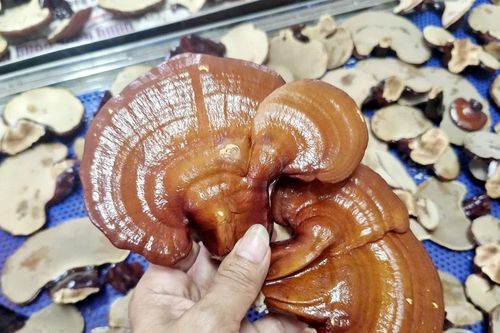 Mô hình trồng nấm linh chi GA2 của Vườn Quốc gia Hoàng Liên