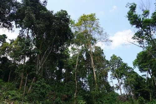 Nỗ lực bảo vệ rừng ở Tánh Linh - Đức Linh