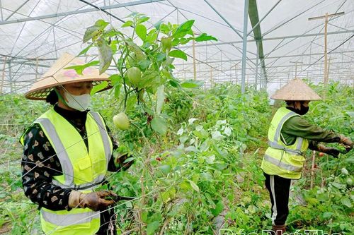 Tiềm năng trồng rau hữu cơ xuất khẩu trên vùng cao Vân Sơn