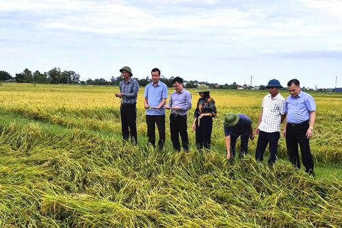 Chủ động khôi phục sản xuất sau mưa lũ