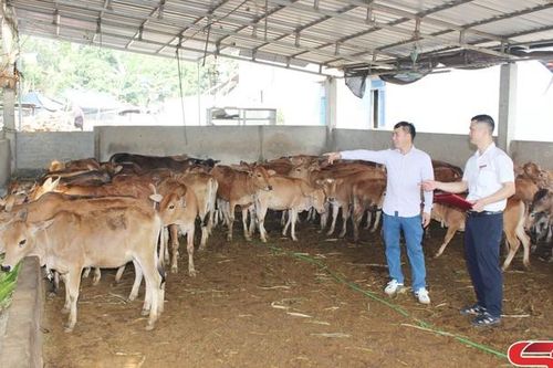 Nâng cao thu nhập từ phát triển chăn nuôi