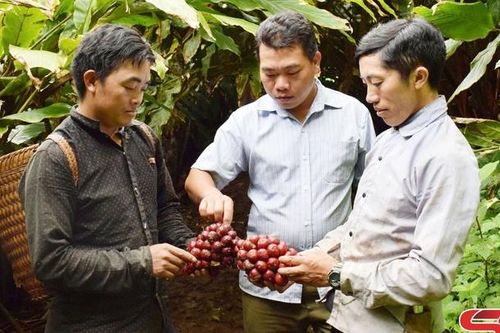 Chiềng Hoa nỗ lực thoát nghèo