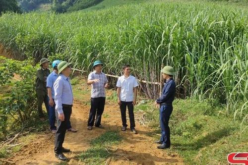 Chiềng Sại vươn lên phát triển kinh tế