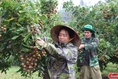 Trù phú vùng cây ăn quả Phiêng Khoài