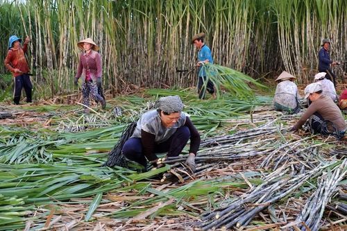 Thủ tướng yêu cầu kiểm soát đường nhập lậu, hỗ trợ ngành mía đường vượt khó