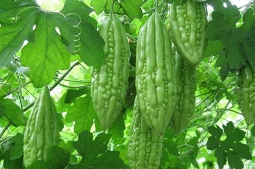 7 lợi ích tuyệt vời của mướp đắng