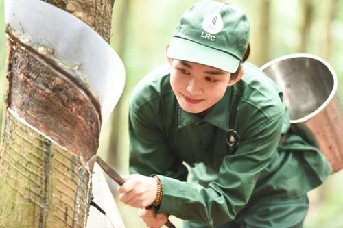 Ngành Cao su Việt Nam: Truyền thống bất khuất và khát vọng cống hiến