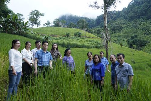 Thường trực HĐND tỉnh giám sát việc ứng dụng Đề tài khoa học về giống lúa nếp cẩm bản địa Khẩu Xiên Păn tại xã Yên Thổ