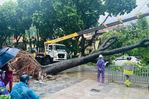 Cây xanh bật gốc, đè trúng 2 ô tô tại ngã tư Hà Nội