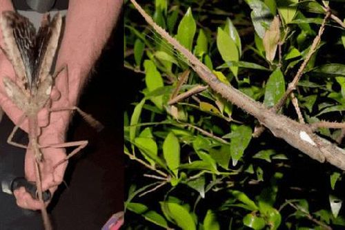 Phát hiện loài côn trùng khổng lồ mới nặng nhất từ trước tới nay