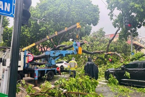 Hà Nội: Tài xế kể lại khoảnh khắc xe ô tô bị cây cổ thụ trên đường Trần Phú đổ đè trúng