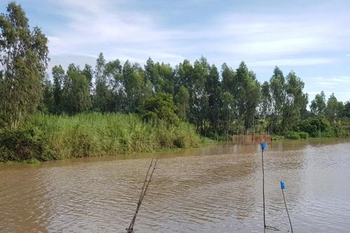 Đi đổ dớn bắt cá linh non đầu mùa