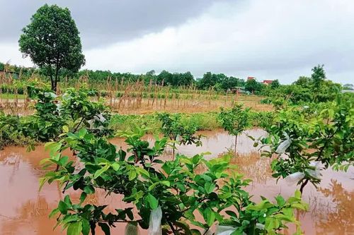Hà Nội: khẩn trương khôi phục sản xuất nông nghiệp sau ngập, úng