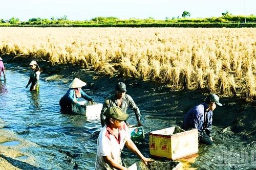 Trồng lúa ST25 vùng tôm-lúa, nông dân sẽ đạt lợi nhuận gấp đôi