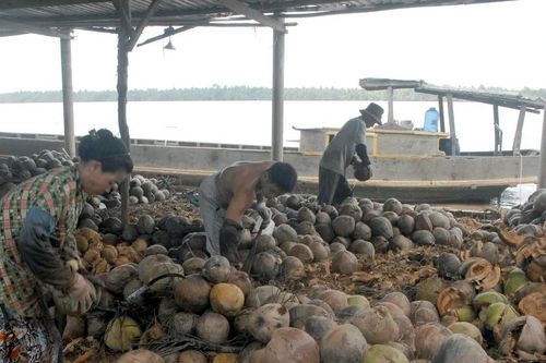 Vĩnh Long mở rộng diện tích dừa hữu cơ