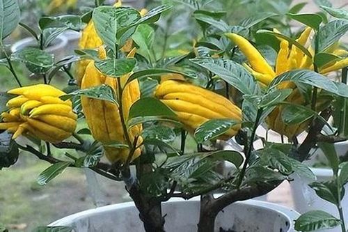 Bật mí 6 cây phong thủy trước nhà giúp tiền bạc vào như nước