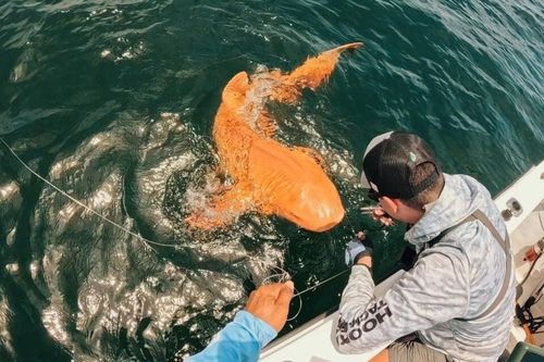 Bí ẩn cá mập màu cam, mắt trắng cắn câu ở Costa Rica